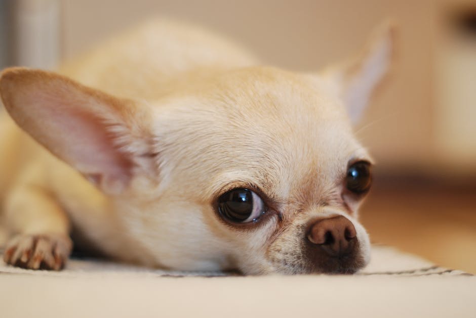 Verdens sødeste ledsager – en Chihuahua